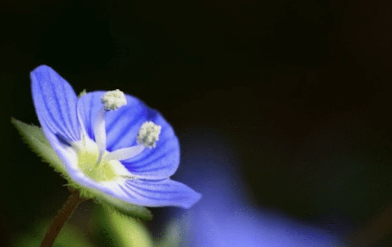 Virtue of the Week – Honesty